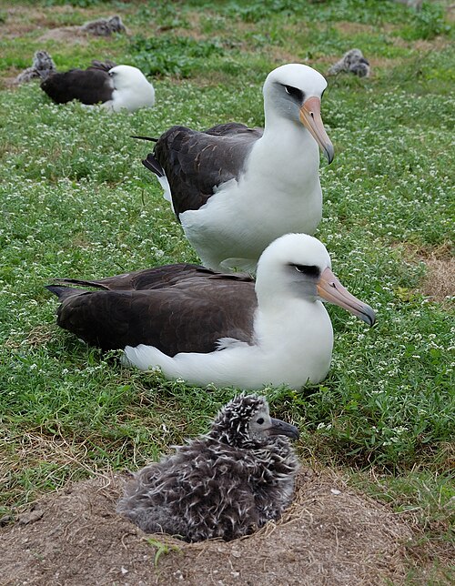 Fayl:Laysan pair and chick.jpg