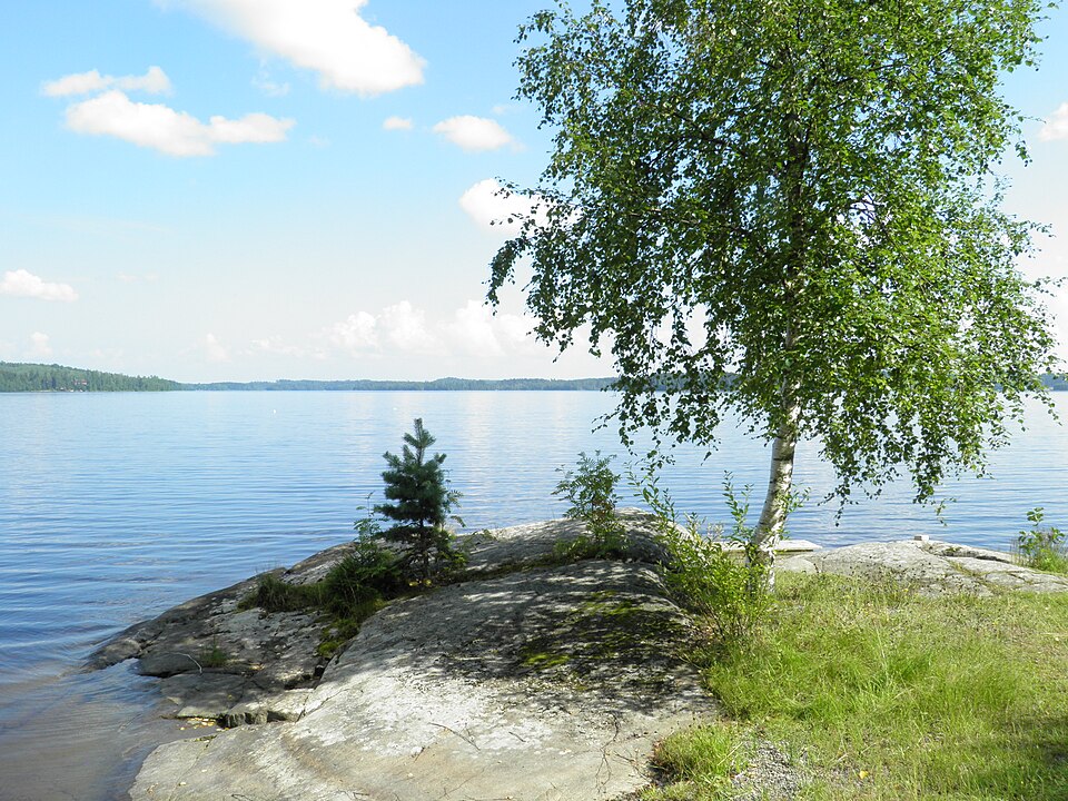 Fayl:Pääjärvi Ronni koivu.JPG