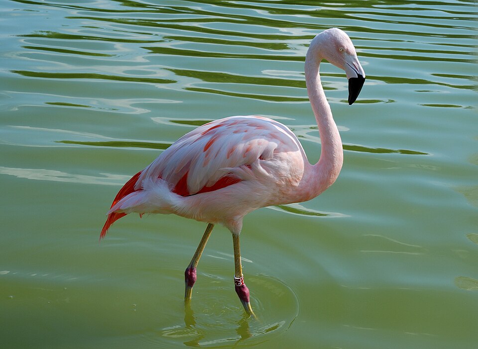 Fayl:Westfalenpark-100821-17767-Flamingo.jpg