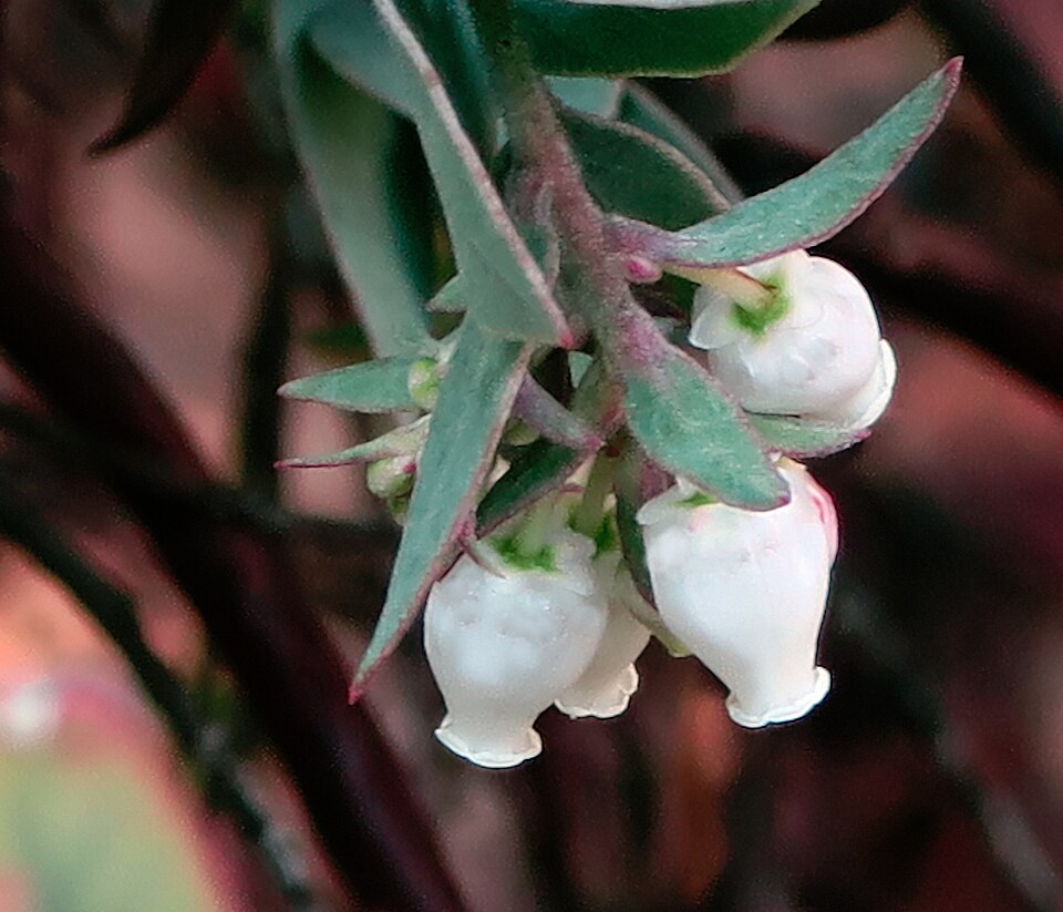 Fayl:J20171207-0040—Arctostaphylos luciana—RPBG—DxO (38014740295).jpg