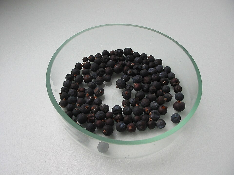 Fayl:Juniperus communis cones, Ukraine.jpg