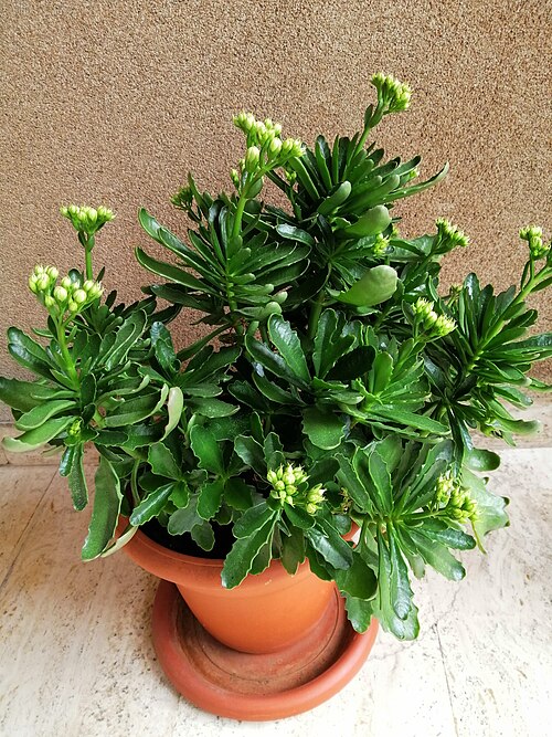 Fayl:Kalanchoe Blossfeldina.jpg