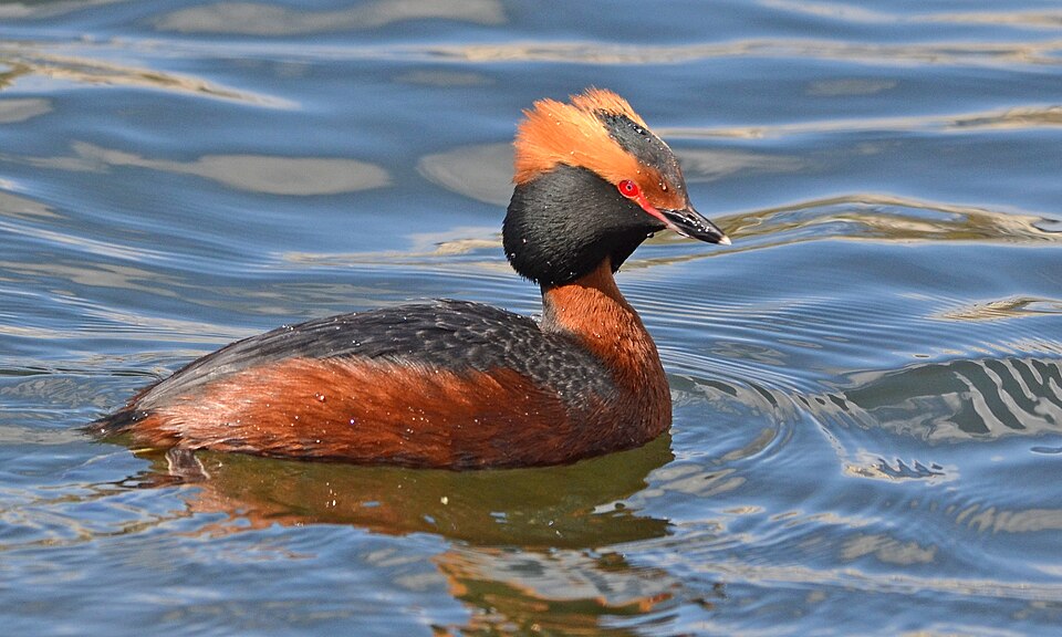 Fayl:Podiceps auritus (13909539717).jpg