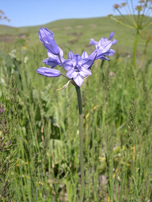 Fayl:Triteleia grandiflora-4-25-05.jpg