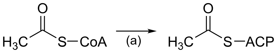 Fayl:Acety-CoA ACP transacylase reaction.svg
