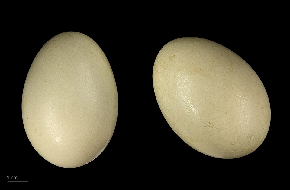 Fayl:Aythya ferina MHNT.ZOO.2010.11.20.4.jpg