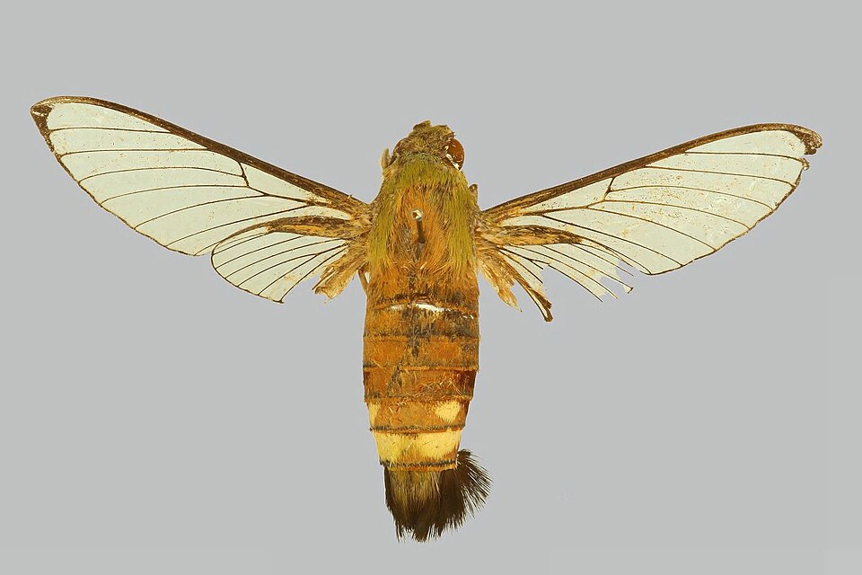 Fayl:Cephonodes leucogaster BMNHE274337 male up.jpg