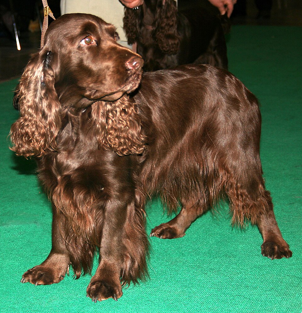 Fayl:Field spaniel 581.jpg