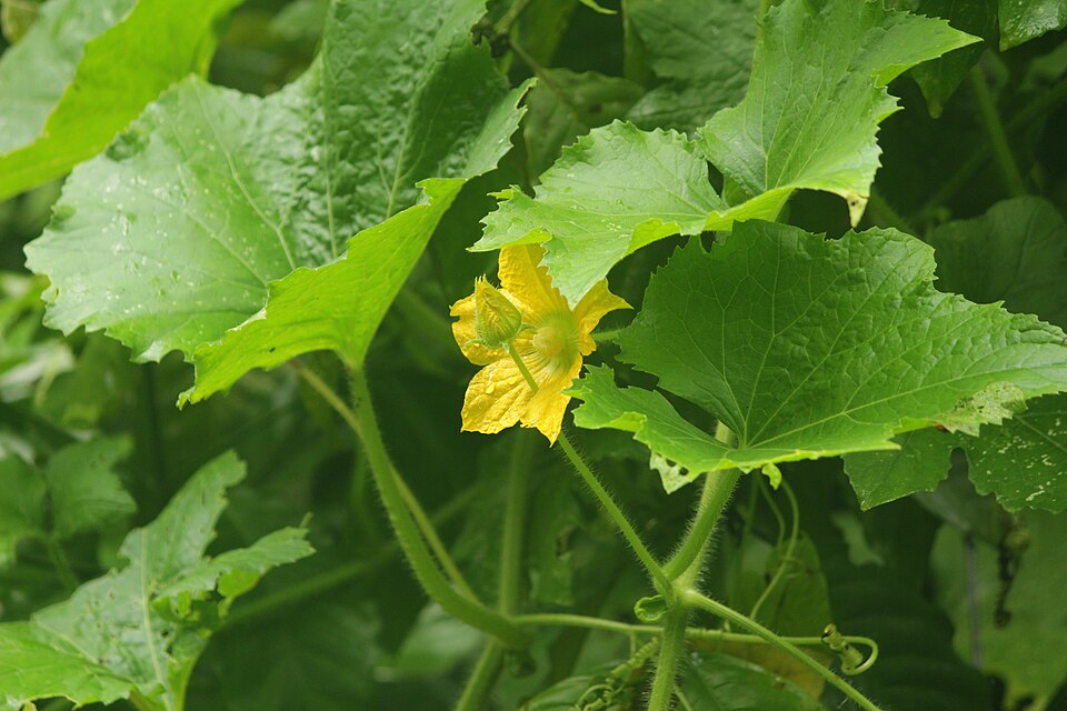 Fayl:Pumpkin plant @ Kanjirappally 02.jpg
