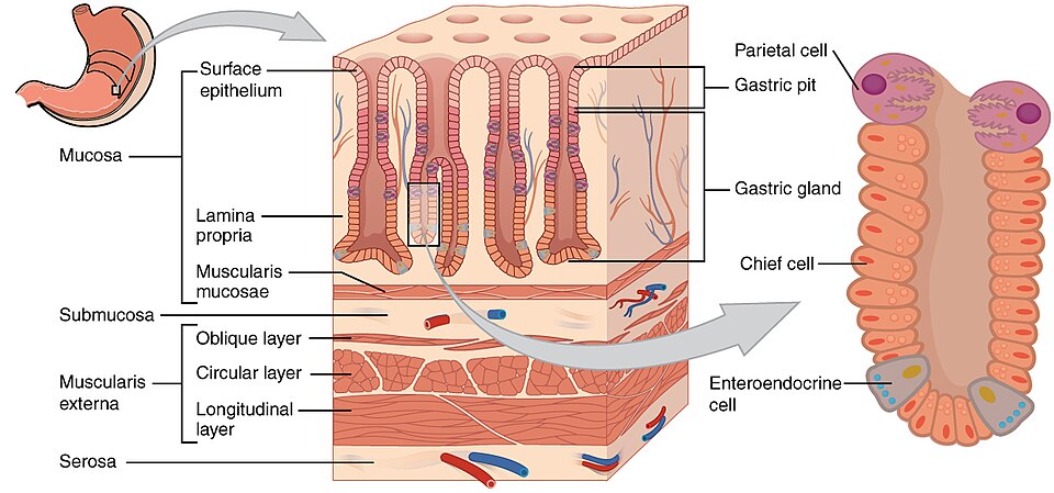 Fayl:2415 Histology of StomachN.jpg