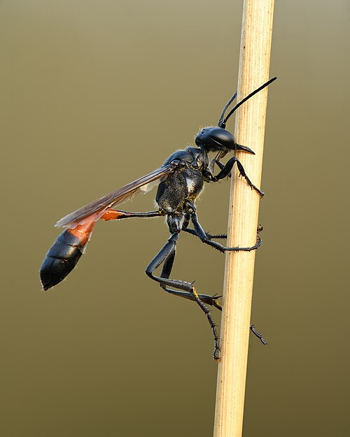 Fayl:Ammophila pubescens - Kulna.jpg