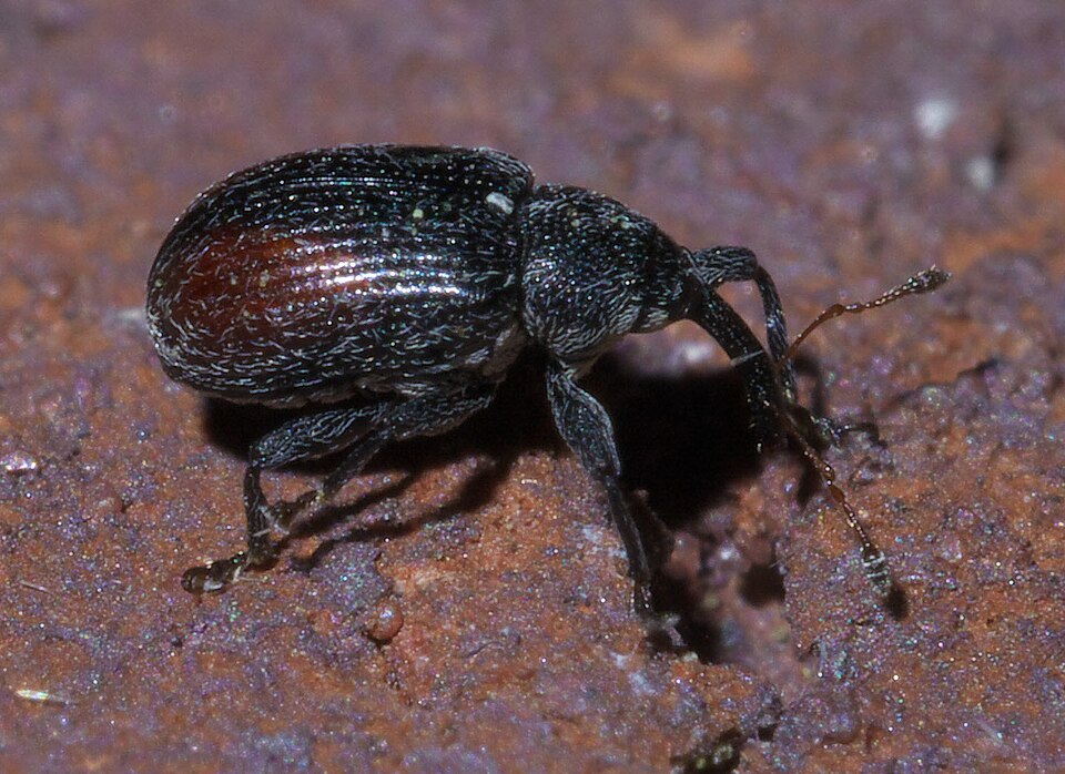 Fayl:Anthonomus suturalis P1380948a.jpg