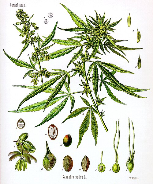Fayl:Cannabis sativa Koehler drawing.jpg