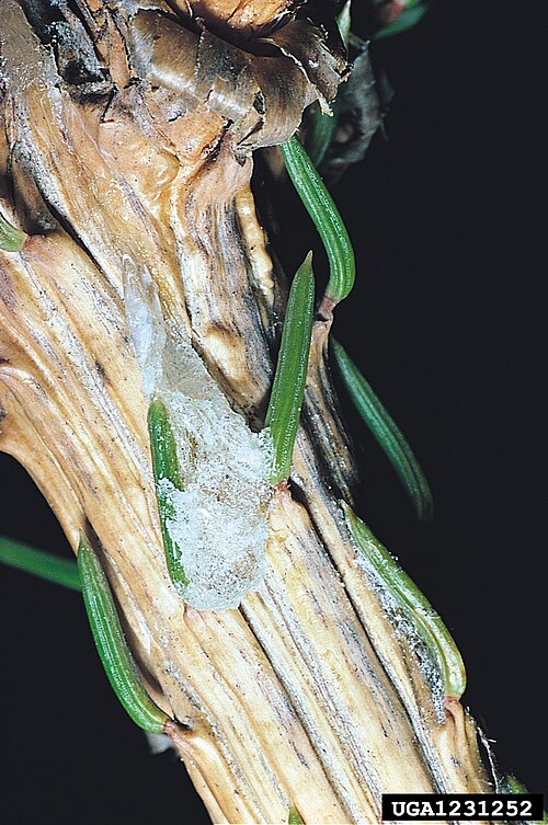 Fayl:Cydia pactolana caterpillars.jpg