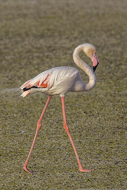 Fayl:Greater flamingo (Phoenicopterus roseus) Bahrain.jpg