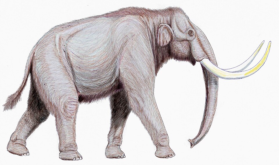 Fayl:Mammuthus trogontherii122DB.jpg