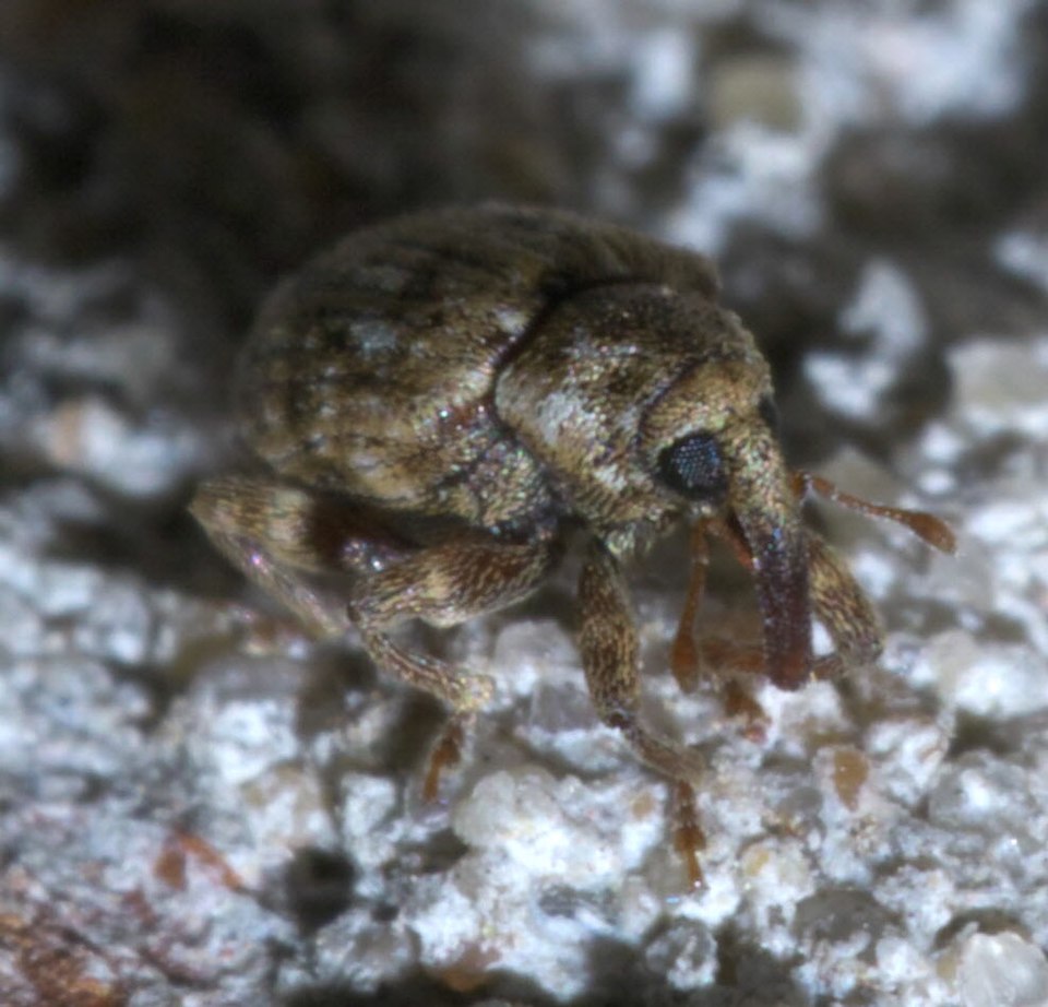 Fayl:Conotrachelus recessus P1440776a.jpg