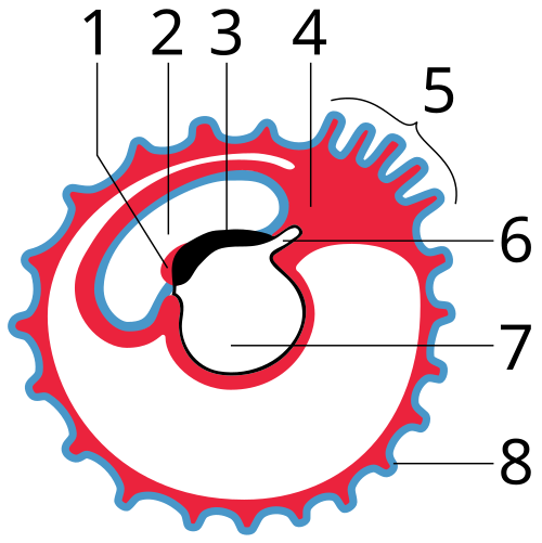 Fayl:Gray26.svg