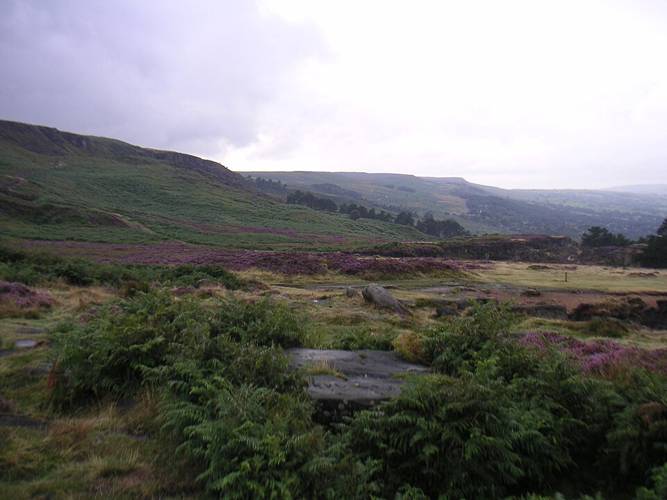 Fayl:Ilkla Moor - heather.jpg