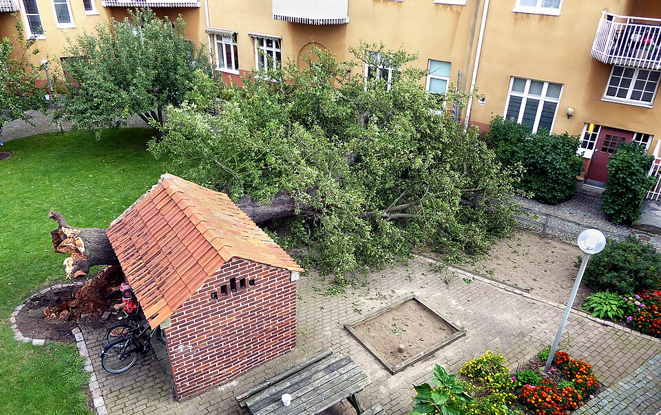 Fayl:Päronträd (Pyrus communis) Ystad-2017.jpg
