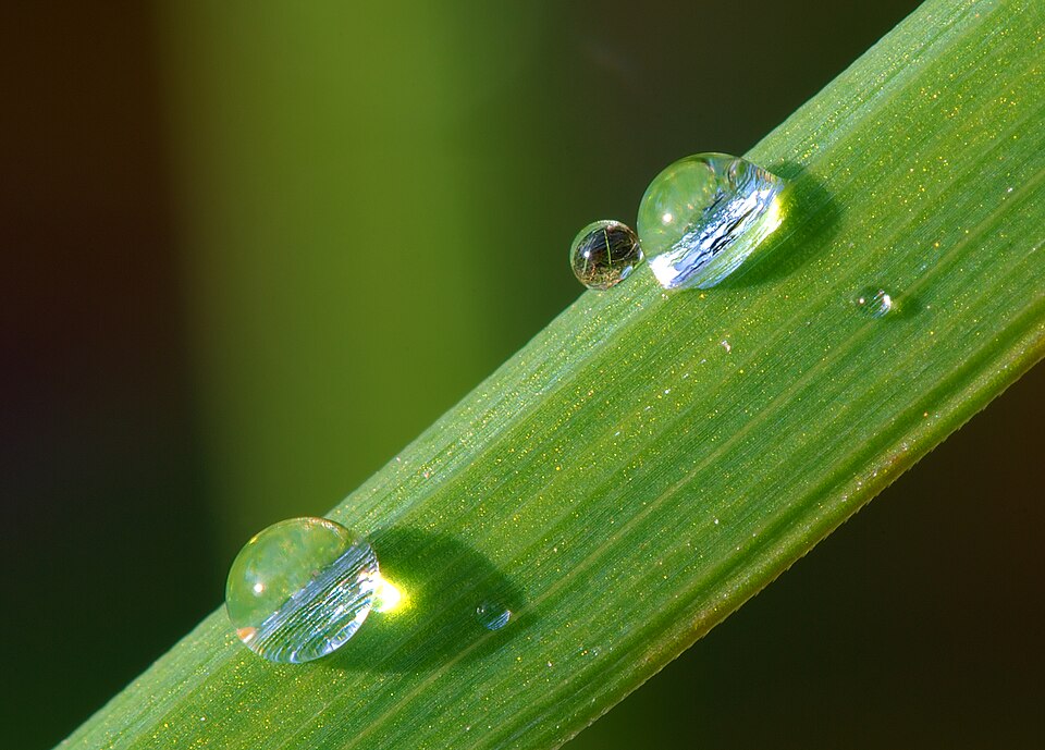 Fayl:Dew on grass Luc Viatour.jpg