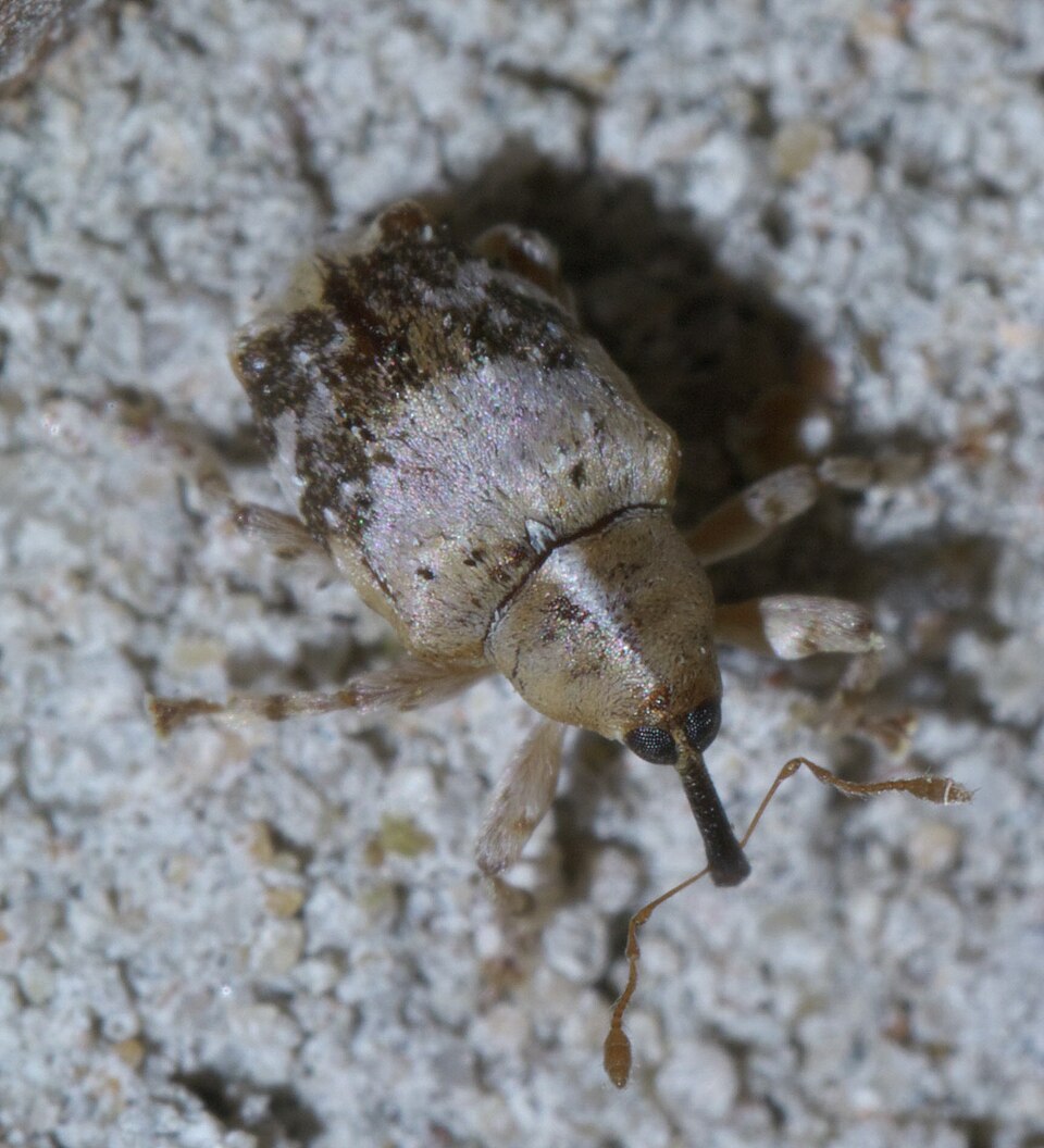 Fayl:Lignyodes pallidus P1600162a.jpg