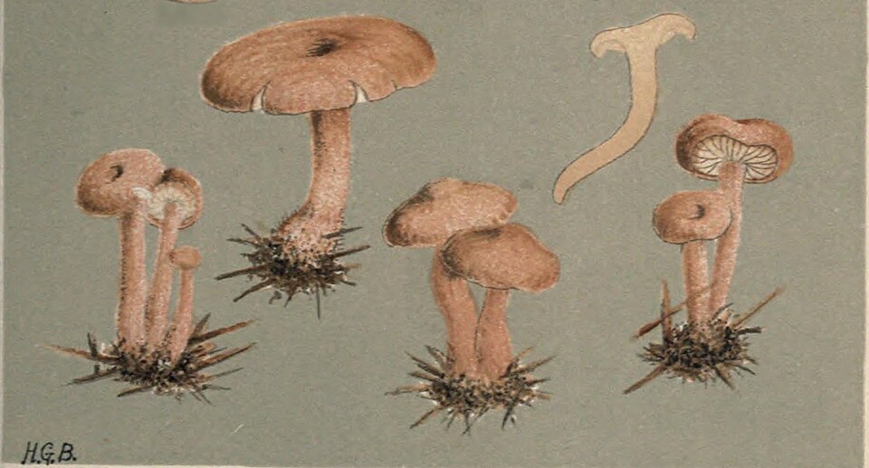 Fayl:MCCookePlate132 Detail Armillaria socialis.jpg