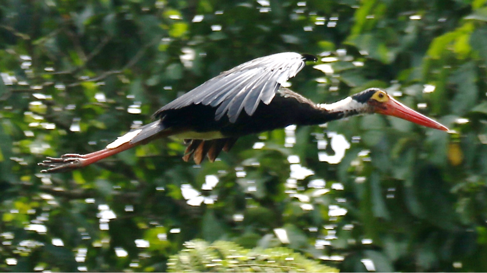 Fayl:Storm’s Stork 2.tif