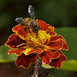 Hindistonda A. cerana