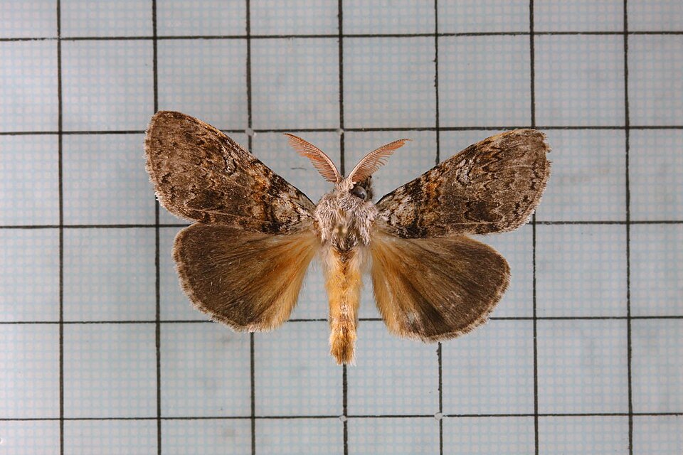 Fayl:Calliteara arizana.jpg