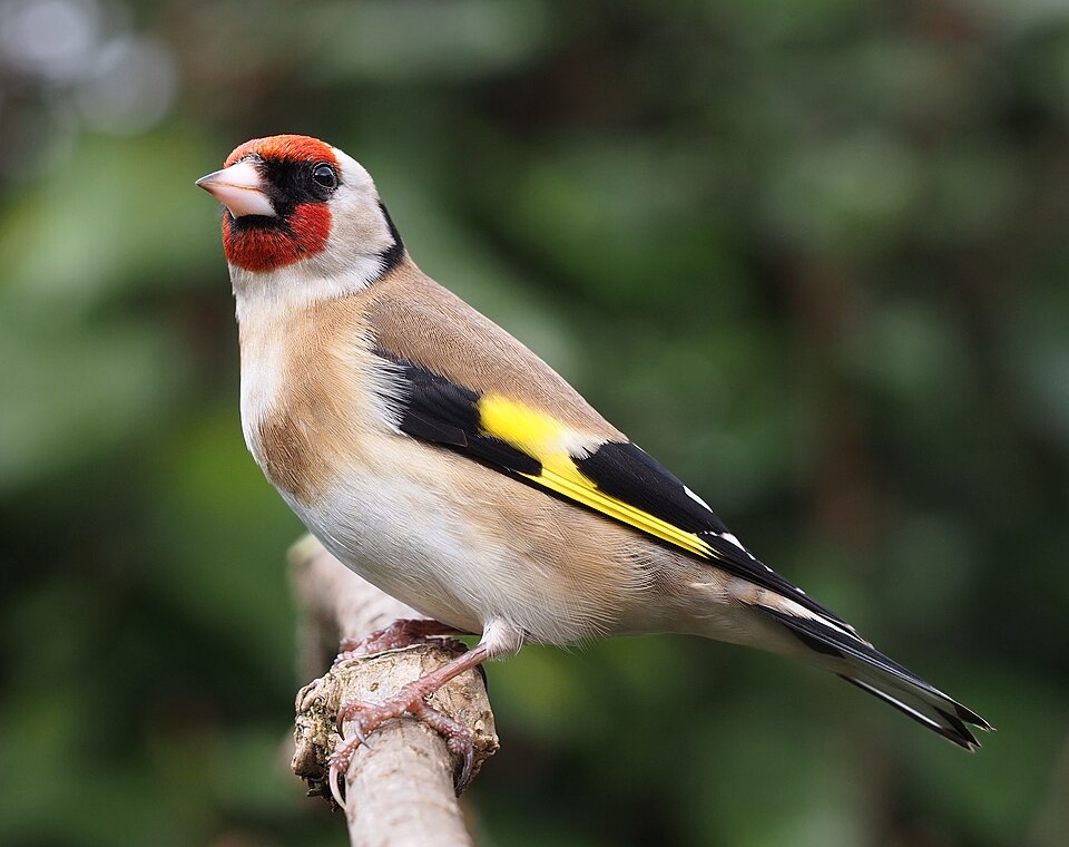 Fayl:Carduelis carduelis close up.jpg