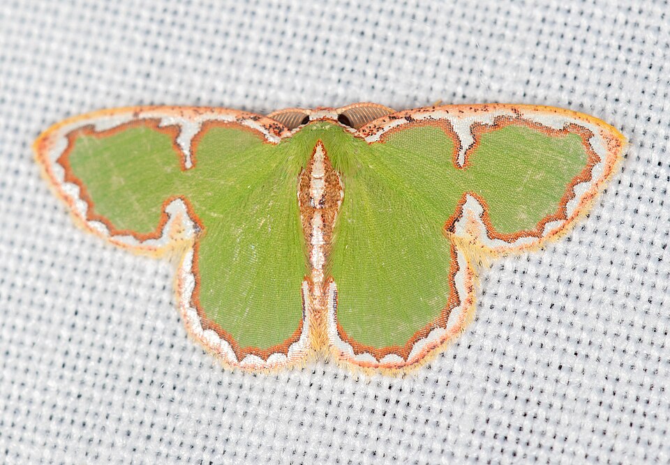 Fayl:Comostola chlorargyra 261562150.jpg
