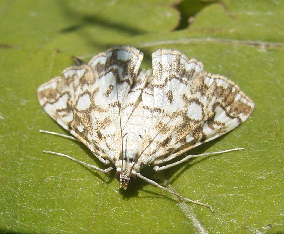 Fayl:Elophila nymphaeata R0017024.JPG
