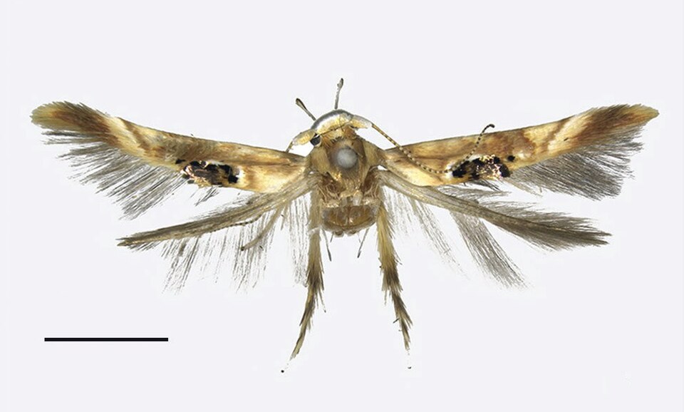 Fayl:Hieromantis puerensis.jpg