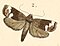 Immidae