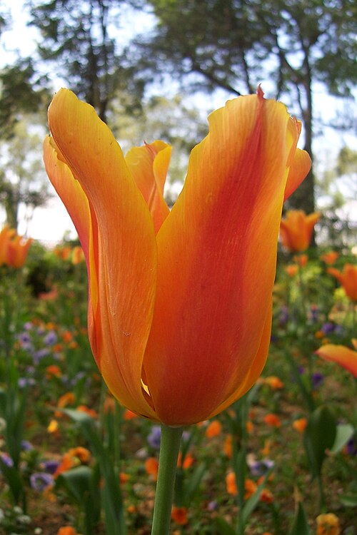 Fayl:Tulipa fosteriana.jpg