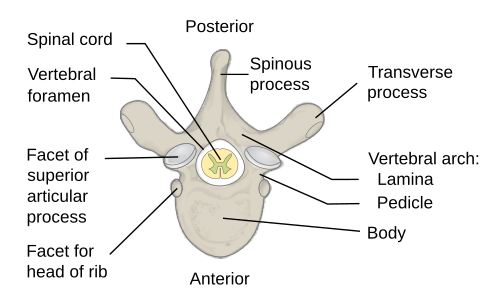 Fayl:Vertebra Superior View-en.svg