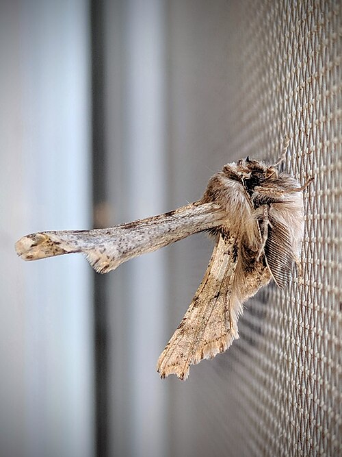 Fayl:Apochima flabellaria Israel.jpg