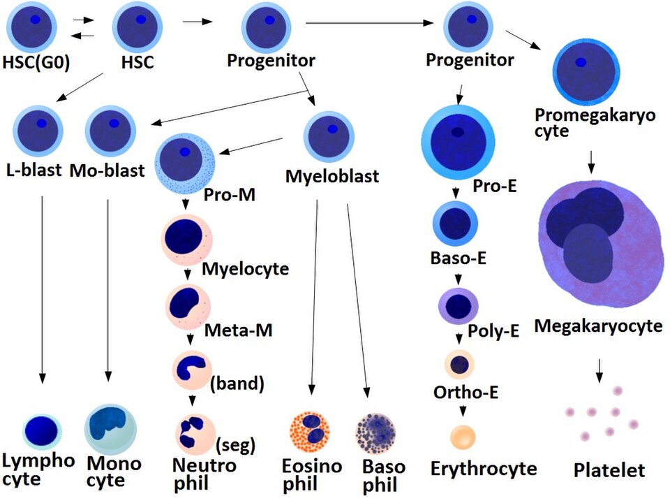 Fayl:Blood cells differentiation chart.jpg