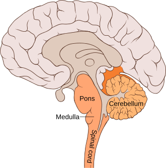 Fayl:Brain bulbar region.svg