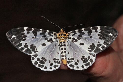 Dilophodes elegans