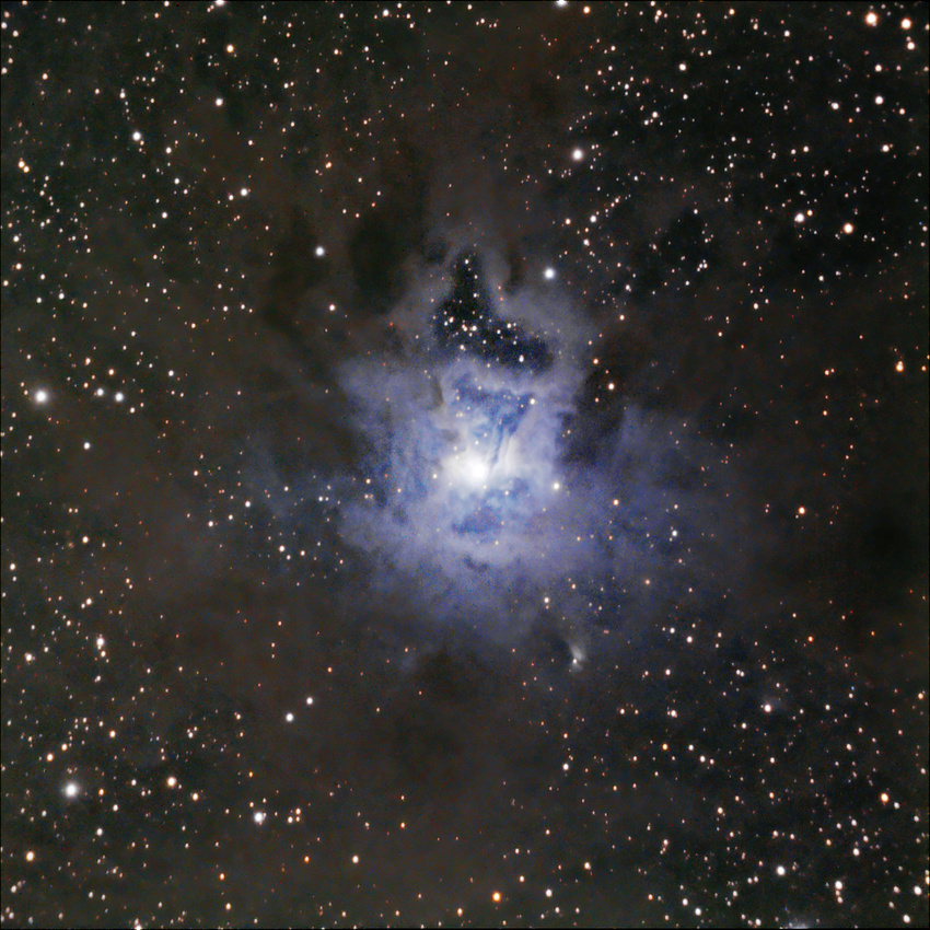 Fayl:Iris1HunterWilson.jpg