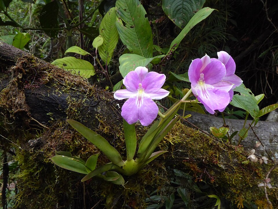 Fayl:Miltoniopsis bismarckii.jpg