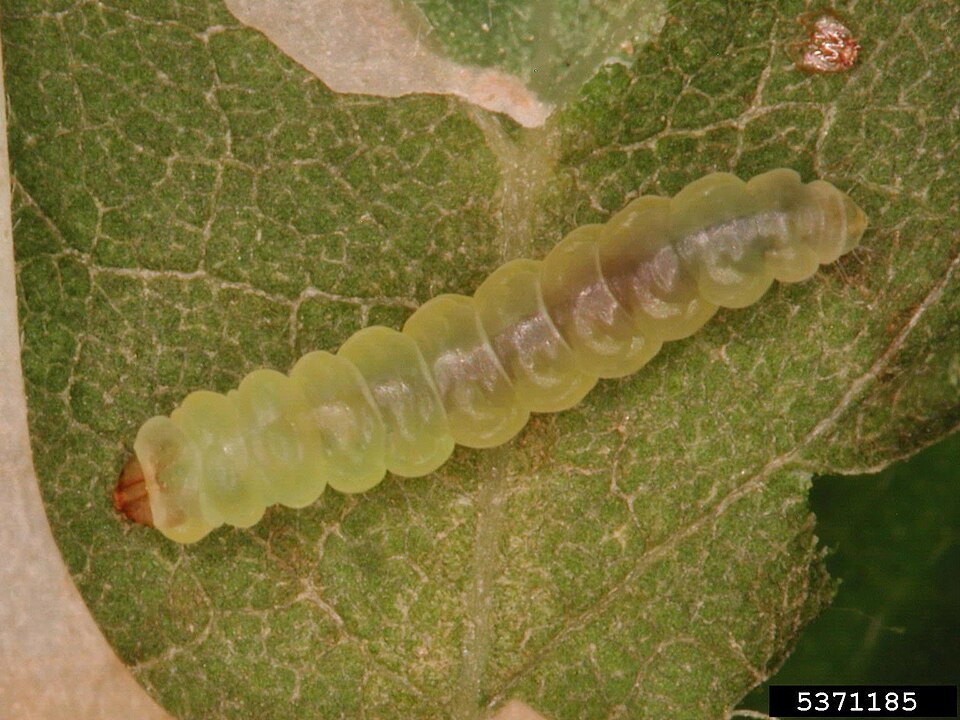 Fayl:Parectopa robiniella larva.jpg
