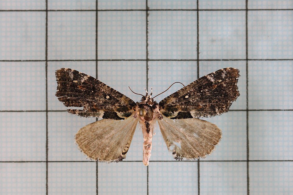 Fayl:Perciana marmorea3.jpg