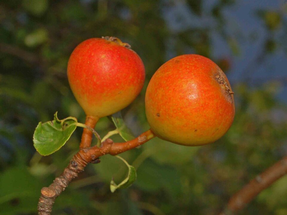 Fayl:Rosaceae - Pyrus pyraster.JPG