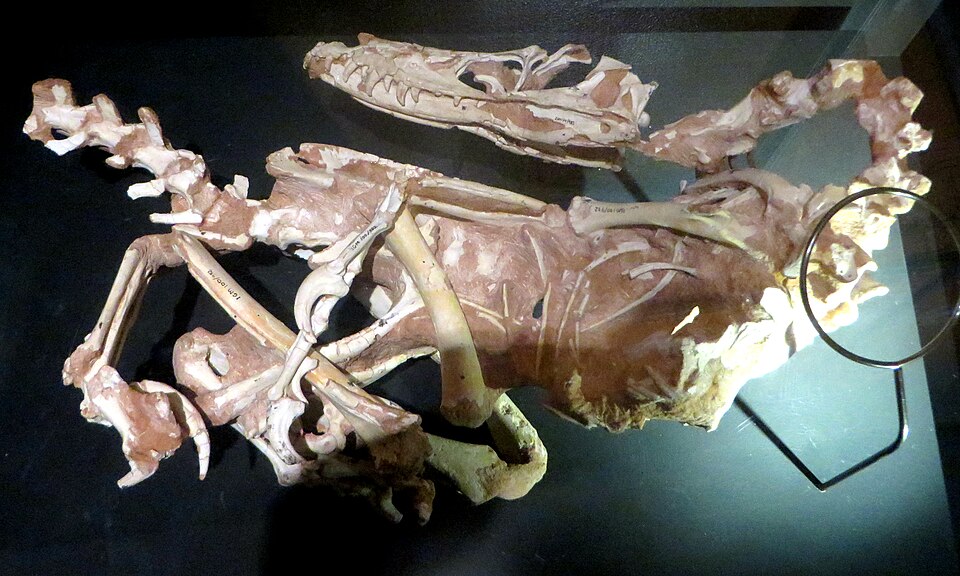 Fayl:Velociraptor specimen IGM.jpg
