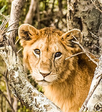 A lion (Panthera leo)