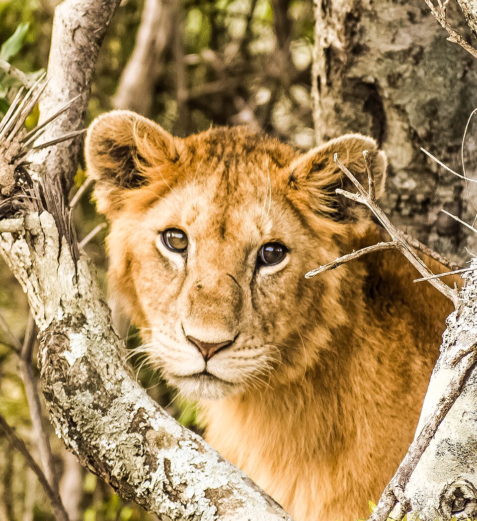 Fayl:Wildlife at Maasai Mara (Lion).jpg