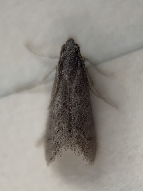 Fayl:Cacotherapia unicoloralis.jpg